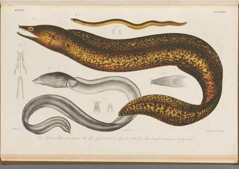 Reproducción/Reproduction 48941720313: Atlas ichthyologique des Indes orientales néêrlandaises :. Amsterdam :Frédéric Muller, editeur,1862-1878. 