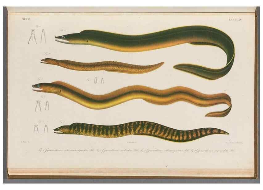 Reproducción/Reproduction 48941720013: Atlas ichthyologique des Indes orientales néêrlandaises :. Amsterdam :Frédéric Muller, editeur,1862-1878. 