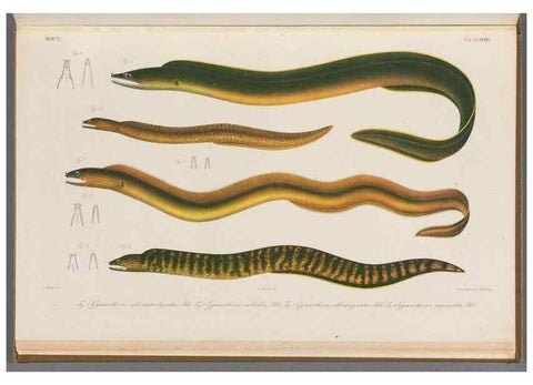 Reproducción/Reproduction 48941720013: Atlas ichthyologique des Indes orientales néêrlandaises :. Amsterdam :Frédéric Muller, editeur,1862-1878. 