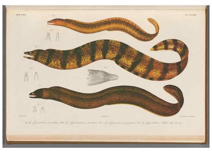 Reproducción/Reproduction 48942458207: Atlas ichthyologique des Indes orientales néêrlandaises :. Amsterdam :Frédéric Muller, editeur,1862-1878. 