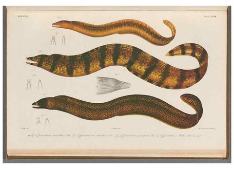 Reproducción/Reproduction 48942458207: Atlas ichthyologique des Indes orientales néêrlandaises :. Amsterdam :Frédéric Muller, editeur,1862-1878. 