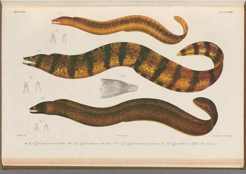 Reproducción/Reproduction 48942458207: Atlas ichthyologique des Indes orientales néêrlandaises :. Amsterdam :Frédéric Muller, editeur,1862-1878. 