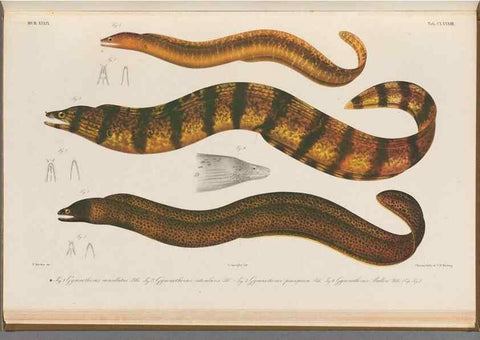 Reproducción/Reproduction 48942458207: Atlas ichthyologique des Indes orientales néêrlandaises :. Amsterdam :Frédéric Muller, editeur,1862-1878. 