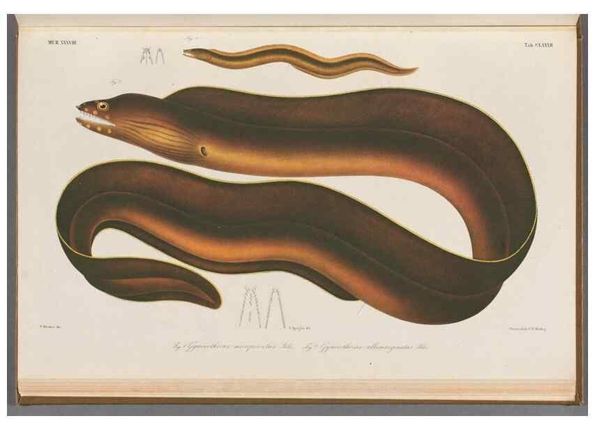 Reproducción/Reproduction 48942457677: Atlas ichthyologique des Indes orientales néêrlandaises :. Amsterdam :Frédéric Muller, editeur,1862-1878. 