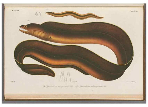Reproducción/Reproduction 48942457677: Atlas ichthyologique des Indes orientales néêrlandaises :. Amsterdam :Frédéric Muller, editeur,1862-1878. 