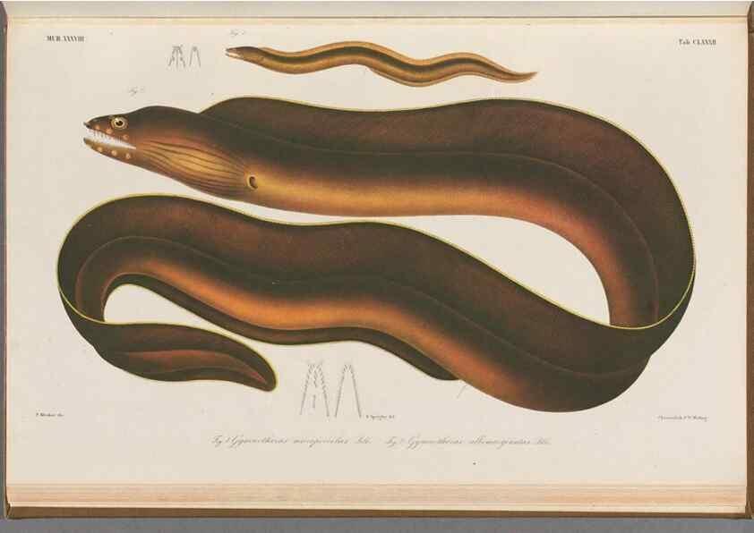 Reproducción/Reproduction 48942457677: Atlas ichthyologique des Indes orientales néêrlandaises :. Amsterdam :Frédéric Muller, editeur,1862-1878. 