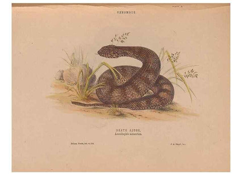 Reproducción/Reproduction 48935660526: The snakes of Australia : an illustrated and descriptive catalogue of all known species. Sydney :Govt Printer,1869.. 