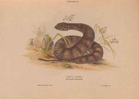 Reproducción/Reproduction 48935660526: The snakes of Australia : an illustrated and descriptive catalogue of all known species. Sydney :Govt Printer,1869.. 