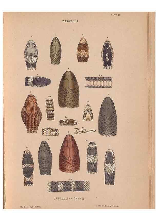 Reproducción/Reproduction 48935847667: The snakes of Australia : an illustrated and descriptive catalogue of all known species. Sydney :Govt Printer,1869.. 