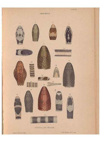 Reproducción/Reproduction 48935847667: The snakes of Australia : an illustrated and descriptive catalogue of all known species. Sydney :Govt Printer,1869.. 
