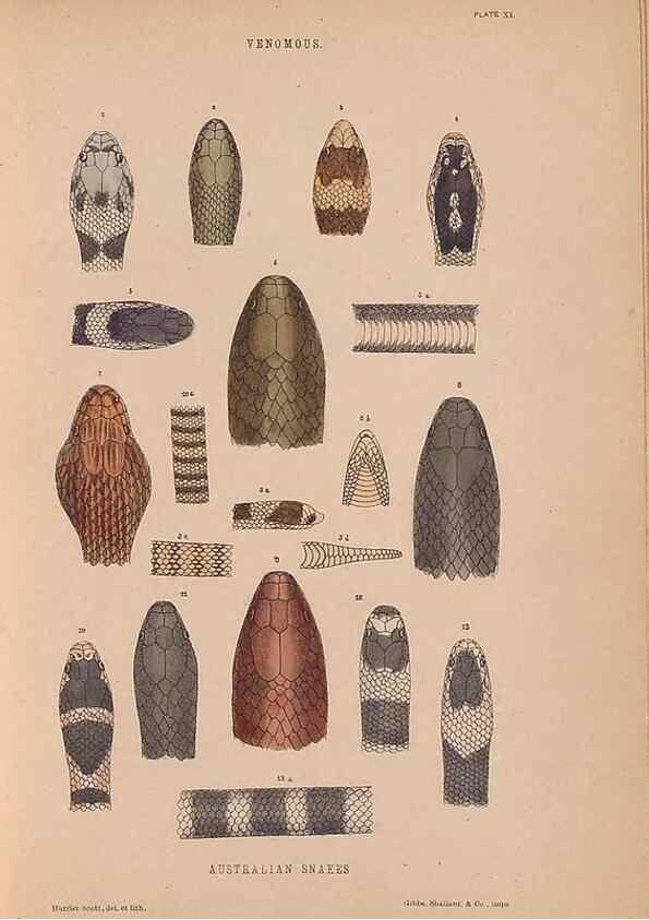 Reproducción/Reproduction 48935847667: The snakes of Australia : an illustrated and descriptive catalogue of all known species. Sydney :Govt Printer,1869.. 