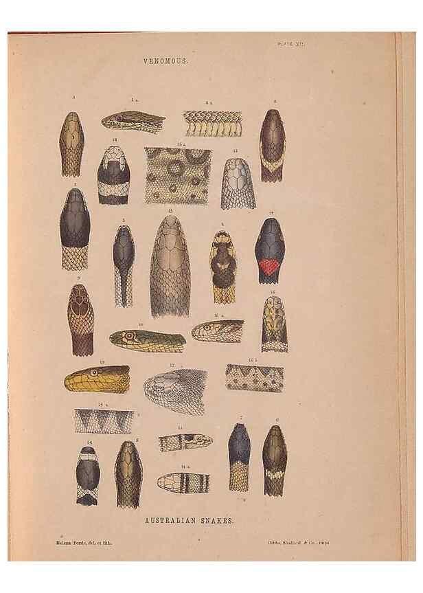 Reproducción/Reproduction 48935113583: The snakes of Australia : an illustrated and descriptive catalogue of all known species. Sydney :Govt Printer,1869.. 