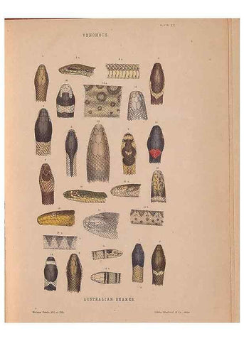 Reproducción/Reproduction 48935113583: The snakes of Australia : an illustrated and descriptive catalogue of all known species. Sydney :Govt Printer,1869.. 