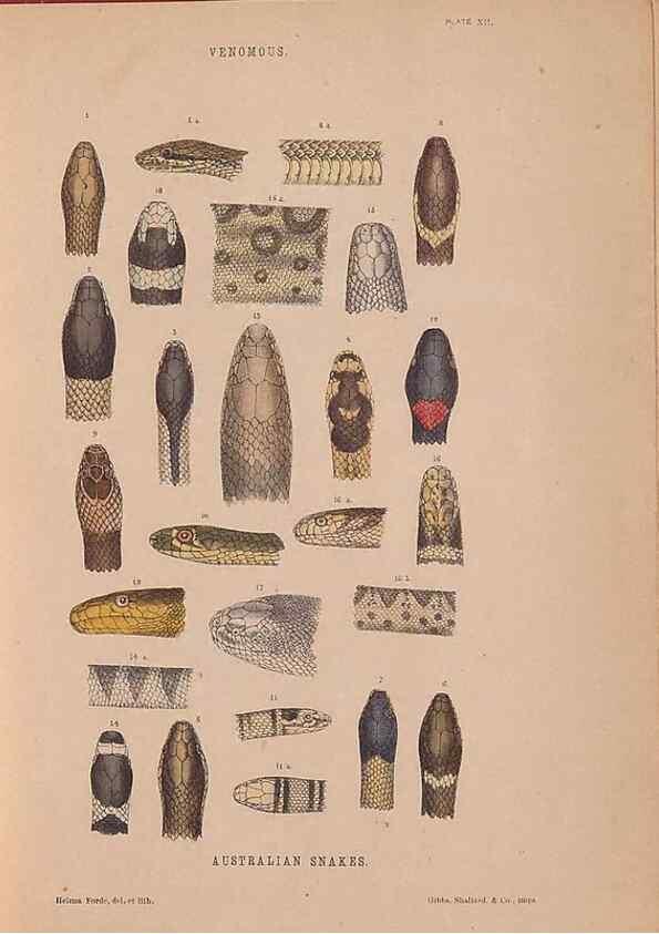 Reproducción/Reproduction 48935113583: The snakes of Australia : an illustrated and descriptive catalogue of all known species. Sydney :Govt Printer,1869.. 