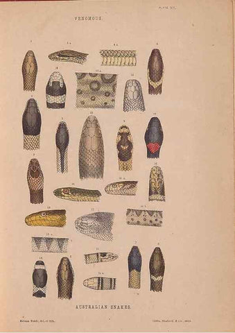 Reproducción/Reproduction 48935113583: The snakes of Australia : an illustrated and descriptive catalogue of all known species. Sydney :Govt Printer,1869.. 
