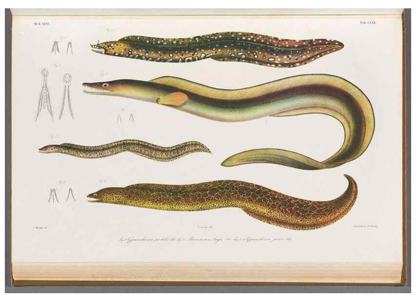 Reproducción/Reproduction 48942453247: Atlas ichthyologique des Indes orientales néêrlandaises :. Amsterdam :Frédéric Muller, editeur,1862-1878. 