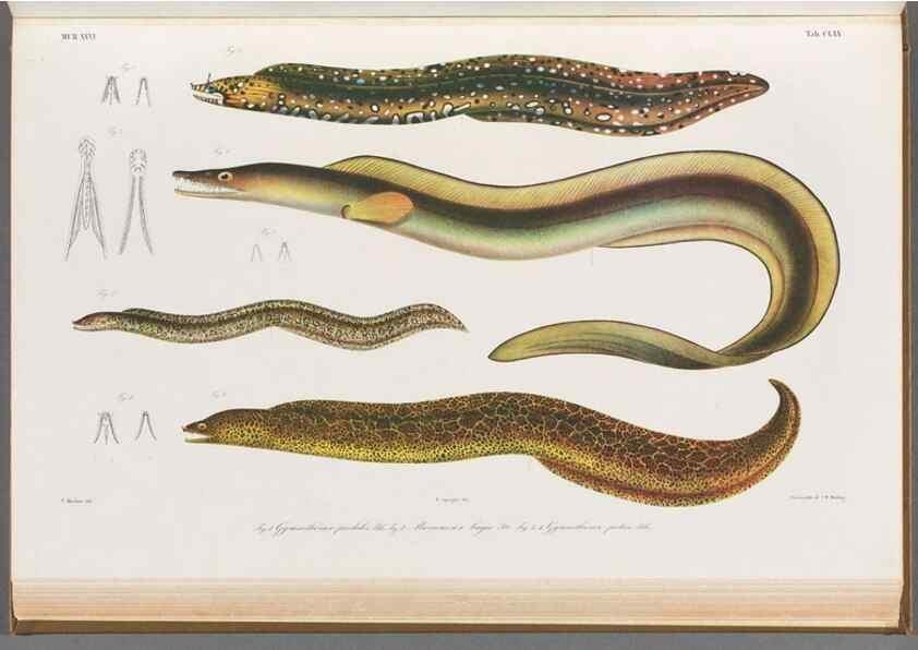 Reproducción/Reproduction 48942453247: Atlas ichthyologique des Indes orientales néêrlandaises :. Amsterdam :Frédéric Muller, editeur,1862-1878. 
