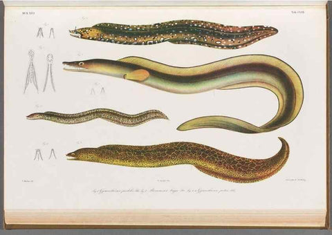 Reproducción/Reproduction 48942453247: Atlas ichthyologique des Indes orientales néêrlandaises :. Amsterdam :Frédéric Muller, editeur,1862-1878. 
