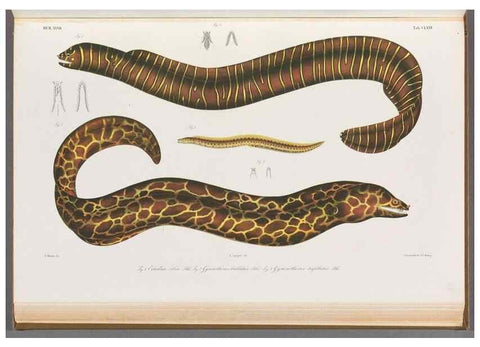 Reproducción/Reproduction 48942262616: Atlas ichthyologique des Indes orientales néêrlandaises :. Amsterdam :Frédéric Muller, editeur,1862-1878. 
