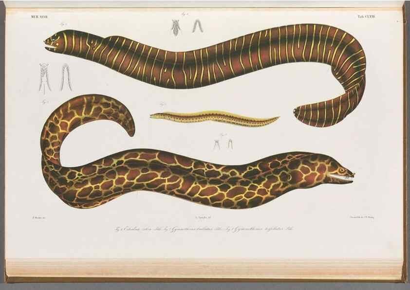 Reproducción/Reproduction 48942262616: Atlas ichthyologique des Indes orientales néêrlandaises :. Amsterdam :Frédéric Muller, editeur,1862-1878. 