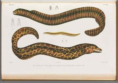 Reproducción/Reproduction 48942262616: Atlas ichthyologique des Indes orientales néêrlandaises :. Amsterdam :Frédéric Muller, editeur,1862-1878. 