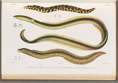Reproducción/Reproduction 48942262981: Atlas ichthyologique des Indes orientales néêrlandaises :. Amsterdam :Frédéric Muller, editeur,1862-1878. 