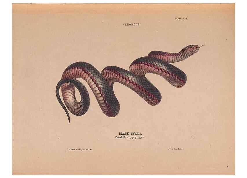 Reproducción/Reproduction 48935659911: The snakes of Australia : an illustrated and descriptive catalogue of all known species. Sydney :Govt Printer,1869.. 