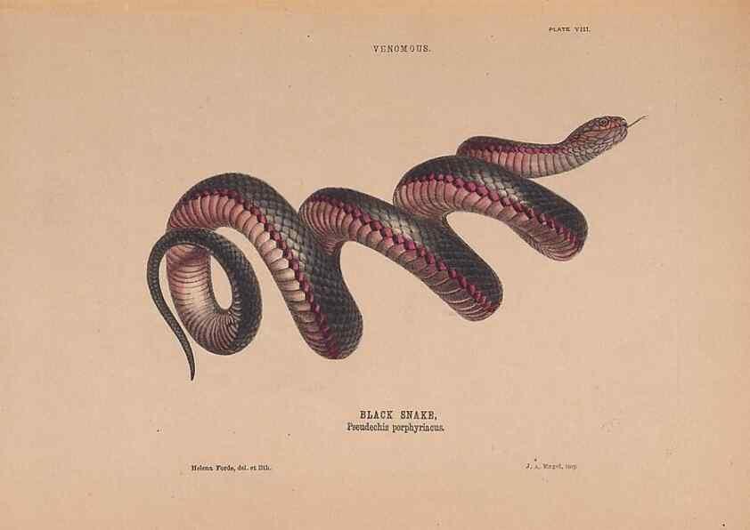 Reproducción/Reproduction 48935659911: The snakes of Australia : an illustrated and descriptive catalogue of all known species. Sydney :Govt Printer,1869.. 