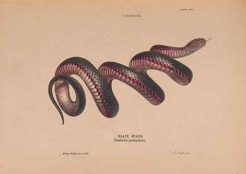 Reproducción/Reproduction 48935659911: The snakes of Australia : an illustrated and descriptive catalogue of all known species. Sydney :Govt Printer,1869.. 