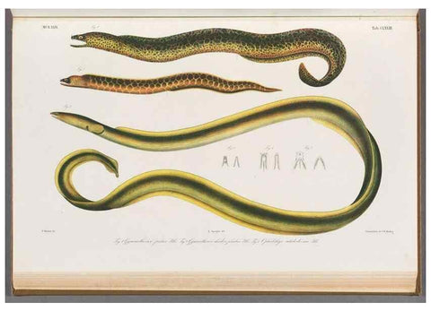 Reproducción/Reproduction 48941715983: Atlas ichthyologique des Indes orientales néêrlandaises :. Amsterdam :Frédéric Muller, editeur,1862-1878. 