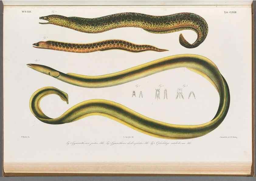 Reproducción/Reproduction 48941715983: Atlas ichthyologique des Indes orientales néêrlandaises :. Amsterdam :Frédéric Muller, editeur,1862-1878. 