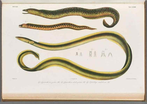 Reproducción/Reproduction 48941715983: Atlas ichthyologique des Indes orientales néêrlandaises :. Amsterdam :Frédéric Muller, editeur,1862-1878. 