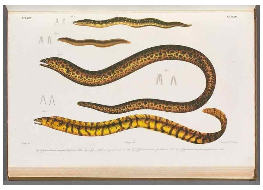 Reproducción/Reproduction 48942455277: Atlas ichthyologique des Indes orientales néêrlandaises :. Amsterdam :Frédéric Muller, editeur,1862-1878. 