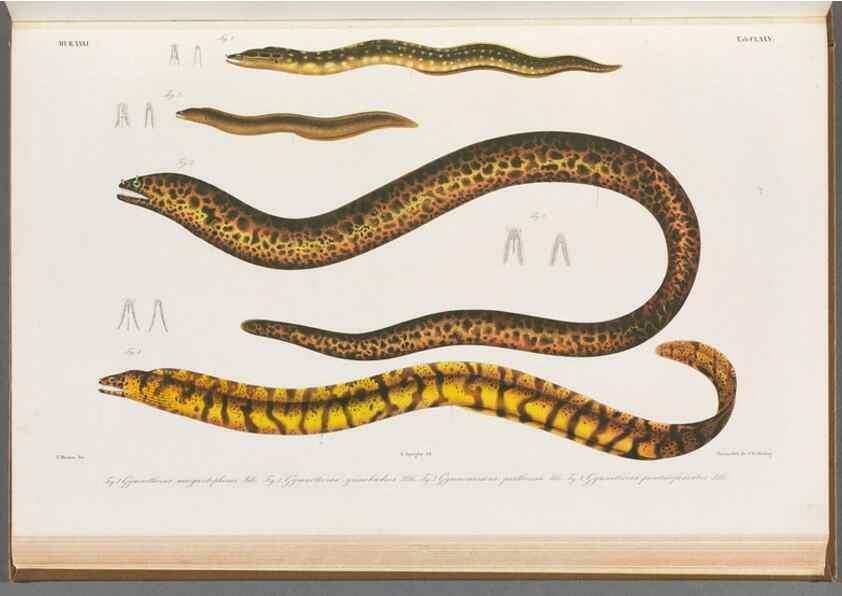 Reproducción/Reproduction 48942455277: Atlas ichthyologique des Indes orientales néêrlandaises :. Amsterdam :Frédéric Muller, editeur,1862-1878. 
