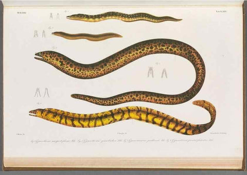 Reproducción/Reproduction 48942455277: Atlas ichthyologique des Indes orientales néêrlandaises :. Amsterdam :Frédéric Muller, editeur,1862-1878. 