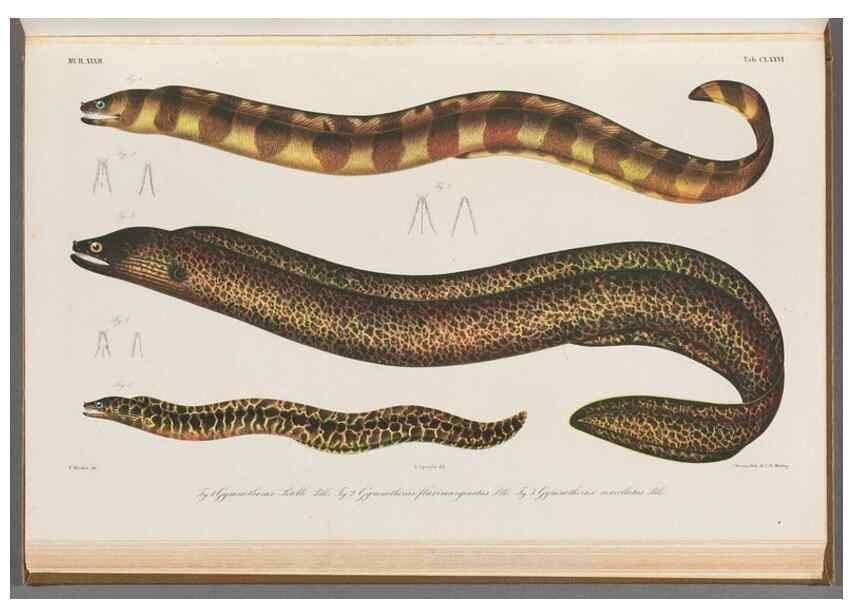 Reproducción/Reproduction 48942455617: Atlas ichthyologique des Indes orientales néêrlandaises :. Amsterdam :Frédéric Muller, editeur,1862-1878. 