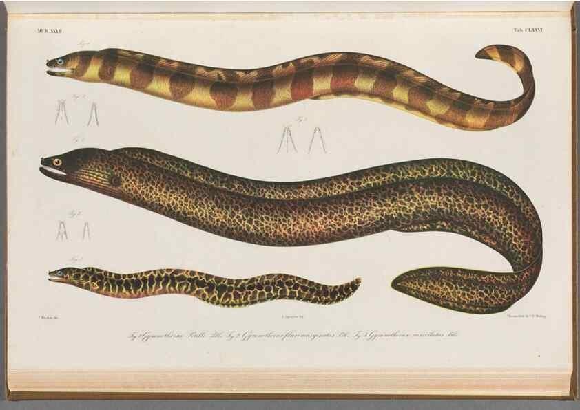 Reproducción/Reproduction 48942455617: Atlas ichthyologique des Indes orientales néêrlandaises :. Amsterdam :Frédéric Muller, editeur,1862-1878. 