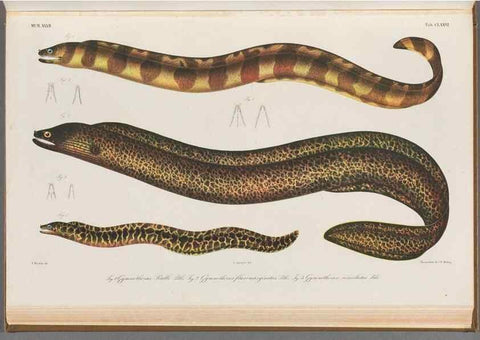 Reproducción/Reproduction 48942455617: Atlas ichthyologique des Indes orientales néêrlandaises :. Amsterdam :Frédéric Muller, editeur,1862-1878. 