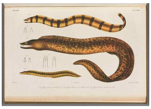 Reproducción/Reproduction 48942455957: Atlas ichthyologique des Indes orientales néêrlandaises :. Amsterdam :Frédéric Muller, editeur,1862-1878. 