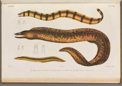 Reproducción/Reproduction 48942455957: Atlas ichthyologique des Indes orientales néêrlandaises :. Amsterdam :Frédéric Muller, editeur,1862-1878. 