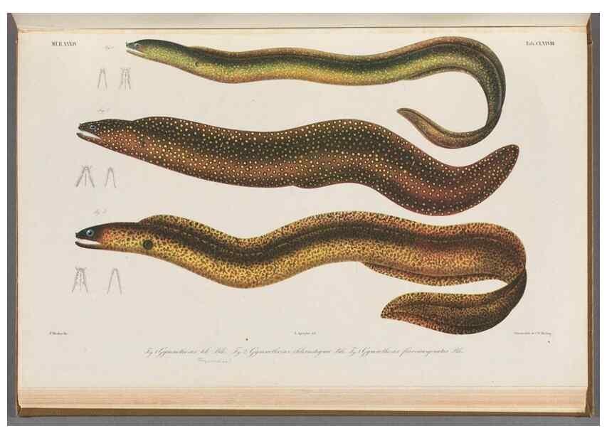 Reproducción/Reproduction 48942265206: Atlas ichthyologique des Indes orientales néêrlandaises :. Amsterdam :Frédéric Muller, editeur,1862-1878. 