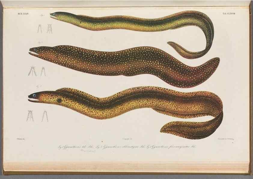 Reproducción/Reproduction 48942265206: Atlas ichthyologique des Indes orientales néêrlandaises :. Amsterdam :Frédéric Muller, editeur,1862-1878. 