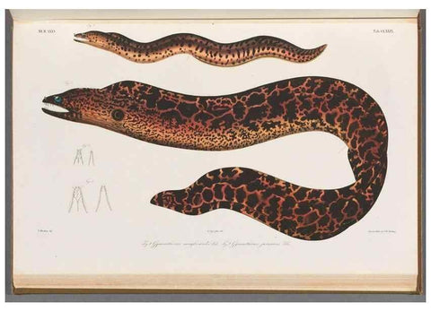Reproducción/Reproduction 48942456657: Atlas ichthyologique des Indes orientales néêrlandaises :. Amsterdam :Frédéric Muller, editeur,1862-1878. 