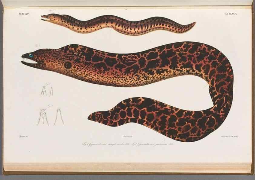 Reproducción/Reproduction 48942456657: Atlas ichthyologique des Indes orientales néêrlandaises :. Amsterdam :Frédéric Muller, editeur,1862-1878. 