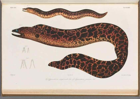 Reproducción/Reproduction 48942456657: Atlas ichthyologique des Indes orientales néêrlandaises :. Amsterdam :Frédéric Muller, editeur,1862-1878. 