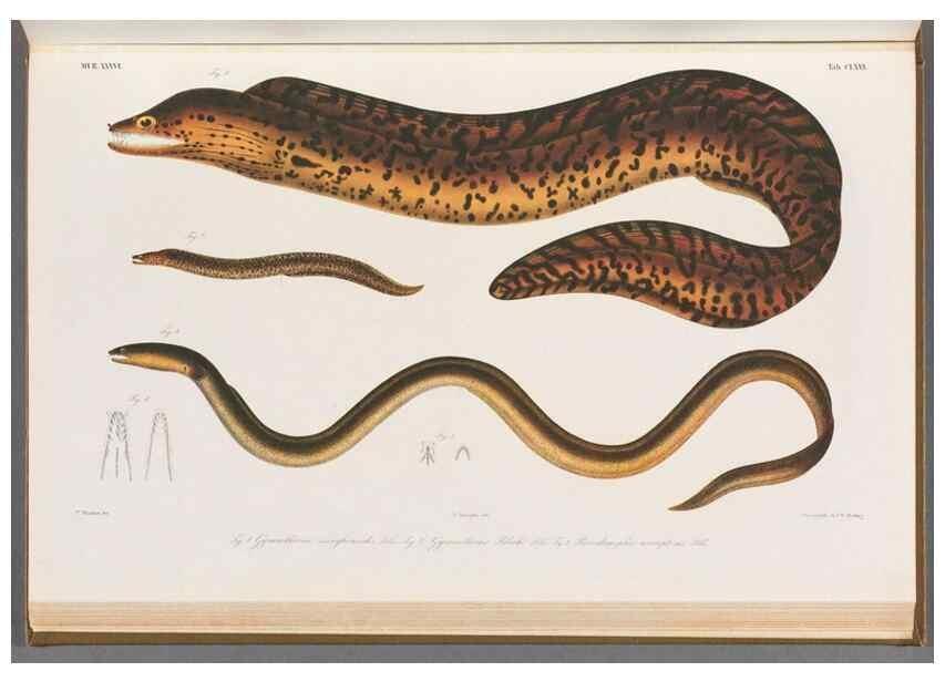 Reproducción/Reproduction 48941718618: Atlas ichthyologique des Indes orientales néêrlandaises :. Amsterdam :Frédéric Muller, editeur,1862-1878. 