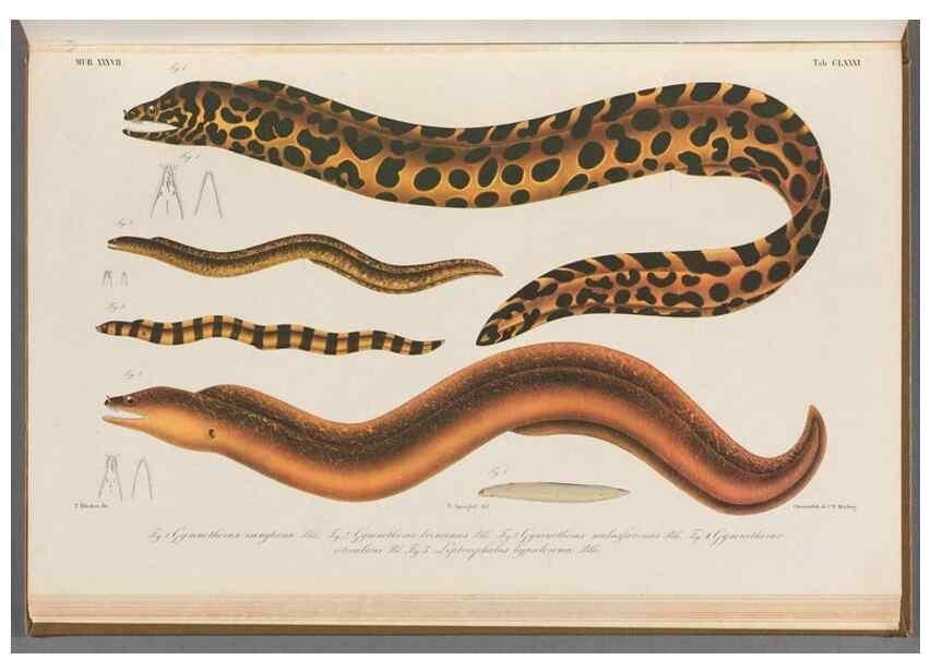 Reproducción/Reproduction 48941718943: Atlas ichthyologique des Indes orientales néêrlandaises :. Amsterdam :Frédéric Muller, editeur,1862-1878. 