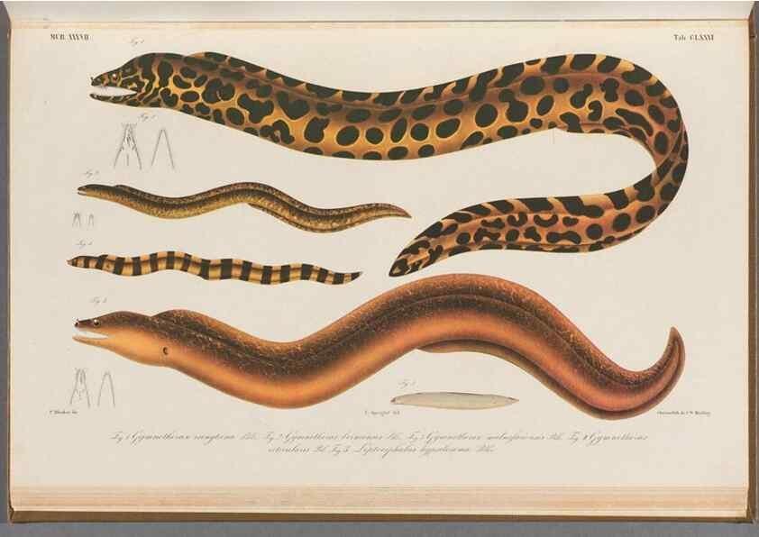 Reproducción/Reproduction 48941718943: Atlas ichthyologique des Indes orientales néêrlandaises :. Amsterdam :Frédéric Muller, editeur,1862-1878. 