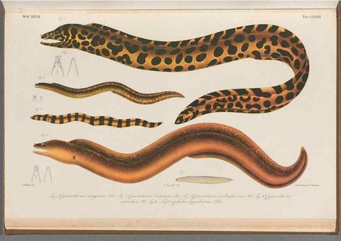 Reproducción/Reproduction 48941718943: Atlas ichthyologique des Indes orientales néêrlandaises :. Amsterdam :Frédéric Muller, editeur,1862-1878. 
