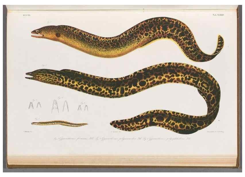 Reproducción/Reproduction 48941716358: Atlas ichthyologique des Indes orientales néêrlandaises :. Amsterdam :Frédéric Muller, editeur,1862-1878. 